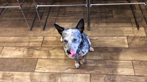 Zippy Blue Heeler Gets FREE BACON at Little America Truck Stop Wyoming thanks Maegan!! Australian Cattle Dog Queensland