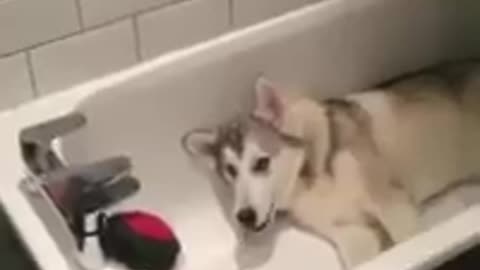 Husky tantrum in the bath