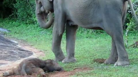 Mother’s Love – Mother elephant protects her injured baby