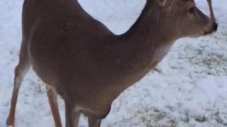 Deer says no to kiss