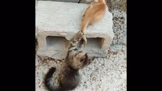 Cute Sweet Adorable Kittens and Cats