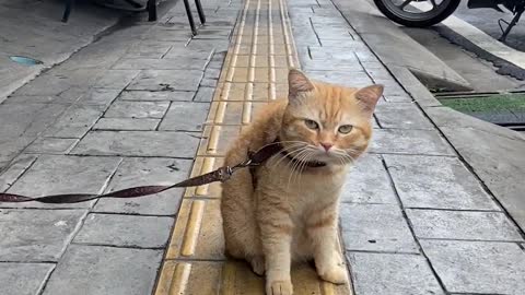 Saying hi to the cute cat on the street