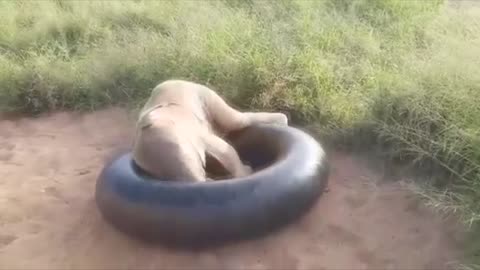 Cute Albino Baby Elephant Recovers From Snare Ordeal 02