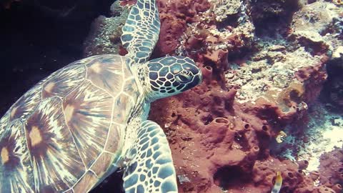 Turtle paradise 4k under sea world.