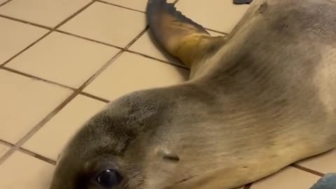 Sleeping sea lions completely take over the benches in Galapagos Islands