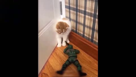 Cute Cat Gets Very Scared Of The Toy Soldier ! Really Cute.