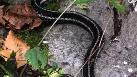 Giant Black Garter Snake Slithers Away