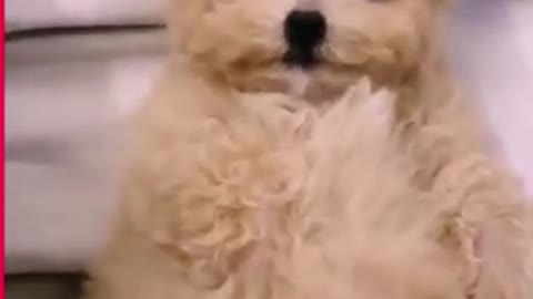 cute puppy doing something funny