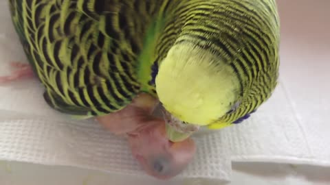 Parrot mom feeding its cute baby