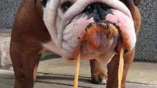 Bulldog Absolutely Demolishes Plate Of Spaghetti