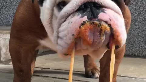 Bulldog Absolutely Demolishes Plate Of Spaghetti