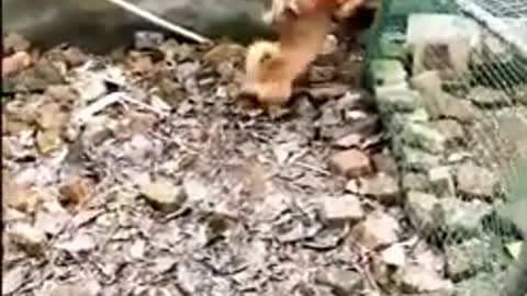 Watch Chicken VS Dog Fight