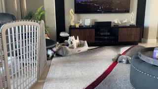 Westie’s at play