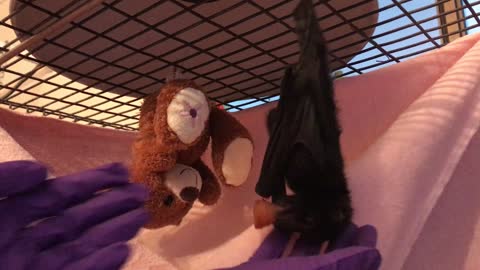 Ever Taught A Baby Fruitbat How To Hang? | Tolga Bat Hospital Cairns