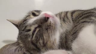 Sweet Lazy Kitten Purrs