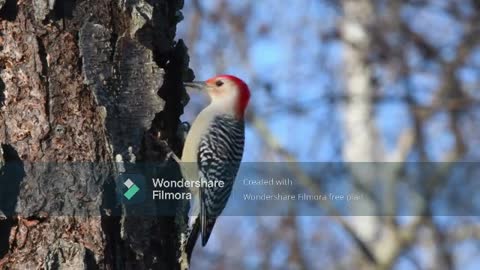 Red Head Woodpecker Busy Pecking Away