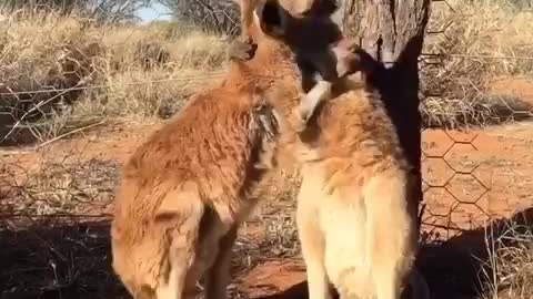 Kangaroo Buddies