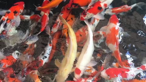 Beautiful Koi fish in Japan