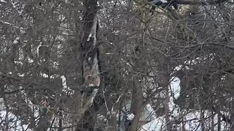 Climbing tree