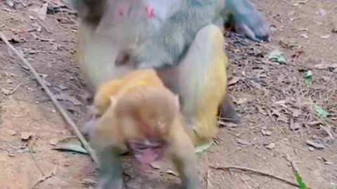 Animal video funny 😂🤣😂