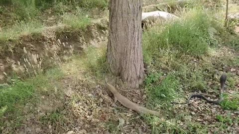 Black cobra and lizard fighting