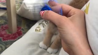 Orange cat spins fidget spinner