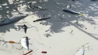 Devastation on Florida Beaches Due to Red Tide
