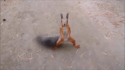 funny squirrel