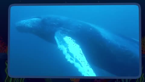 40 Interesting Animal Moments Filmed In The Ocean