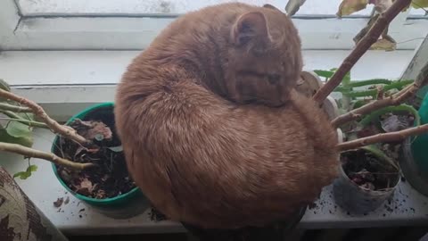 Сat made himself a bed in a flower pot