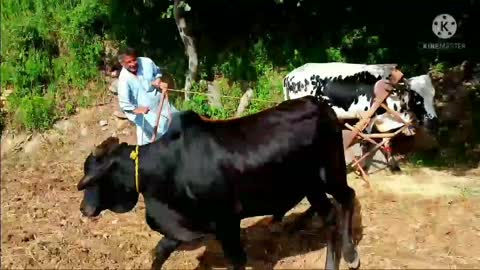 Crops Cultivation in Village|| Village life|| Crops Cultivation with Ox