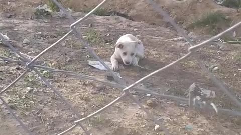 A poor wonderful lovely puppy eats chicken feathers