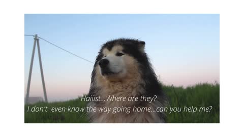 Dog who lost his way home