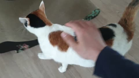 A cute cat who likes hands