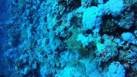 Red Sea SCUBA Diving - Moray Eel waiting