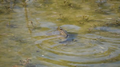 Fish catching