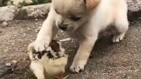 Baby dog playing with checken