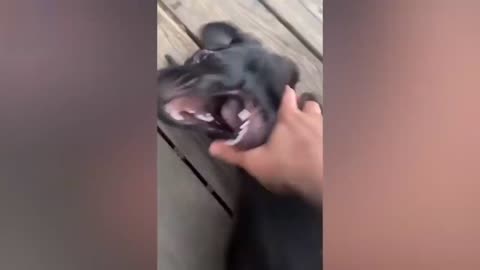 Very funny dog video