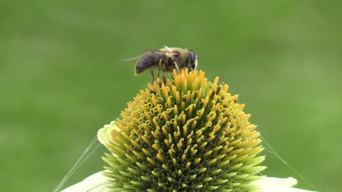 Honey Bee Feeding on a Flower's Nectar