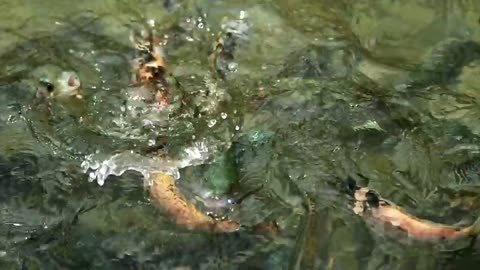 Large fish feeding in a pond