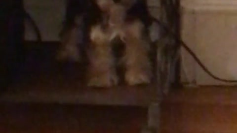 Little black and brown yorkie dog stands on book shelf