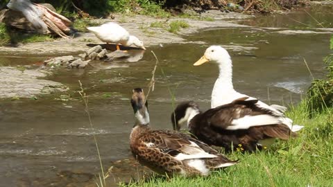 Ducks by river video stock footage