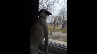 Cute dog has a ridiculously weird howl