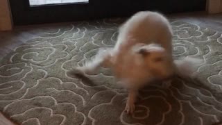 Seriously Excited Doggy Spins On The Spot