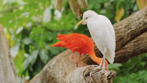 Beautiful Birds video And wild life