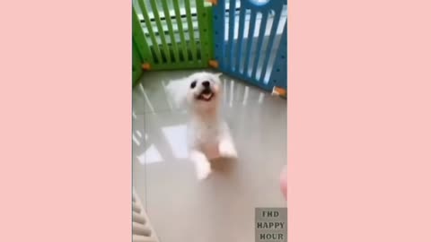 Wow cute baby dog and funny dogs
