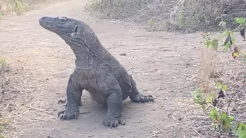 This_Is_a_Very_Real_Thing_He_Found_When_a_Komodo_Dragon_Attacked_a_Baby_Goat