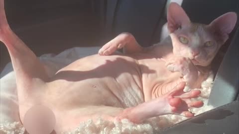 Sphynx Cat Relaxes on Car Ride