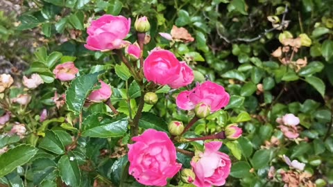 French Roses