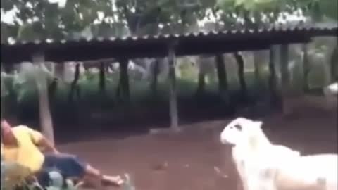 A goat that is fighting human being